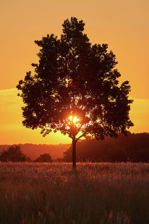 Sunset Tree by Marc Huebner Sunset Tree by Marc Huebner