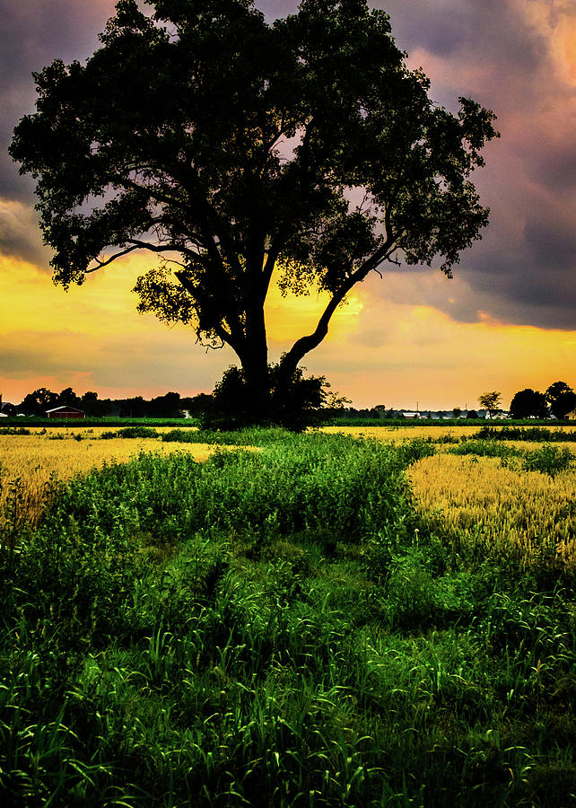 Sunset Tree Photograph by Michael Arend