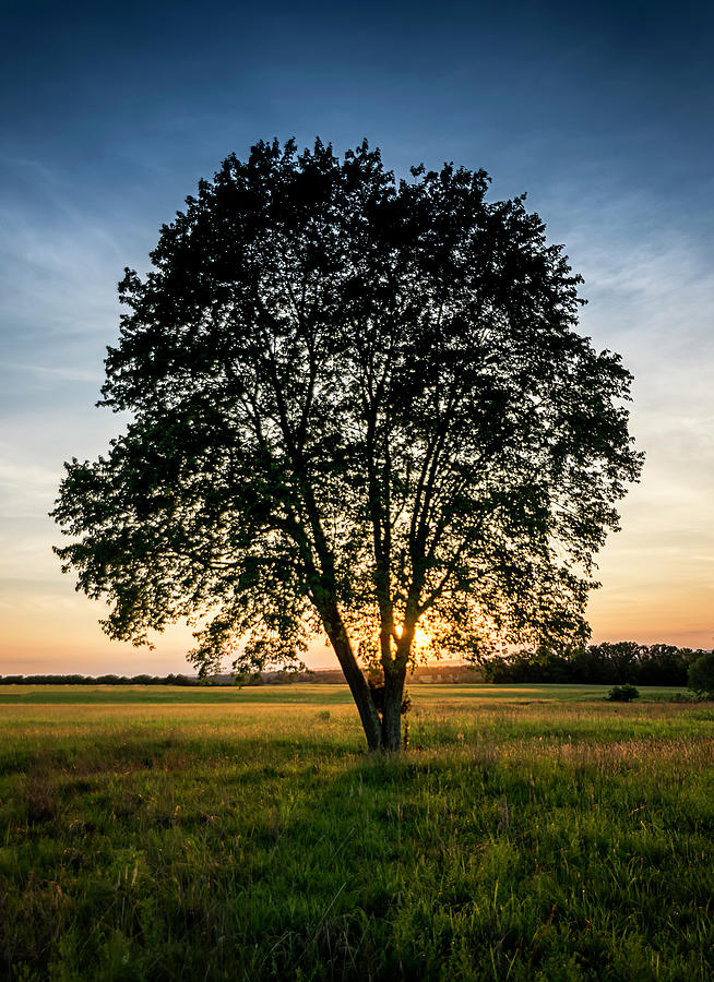 Sunset Tree Photograph by Ryan Wyckoff