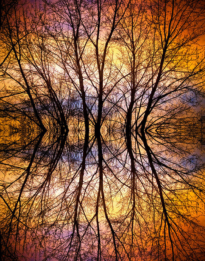 Tree Photograph - Sunset Tree Silhouette Abstract 1 by James BO Insogna