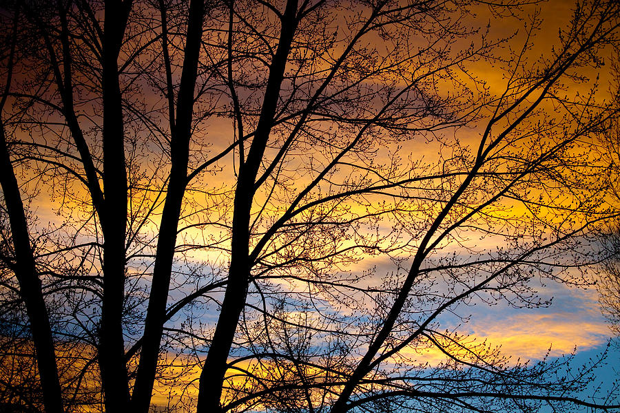 Nature Photograph - Sunset Tree Silhouette by James BO Insogna