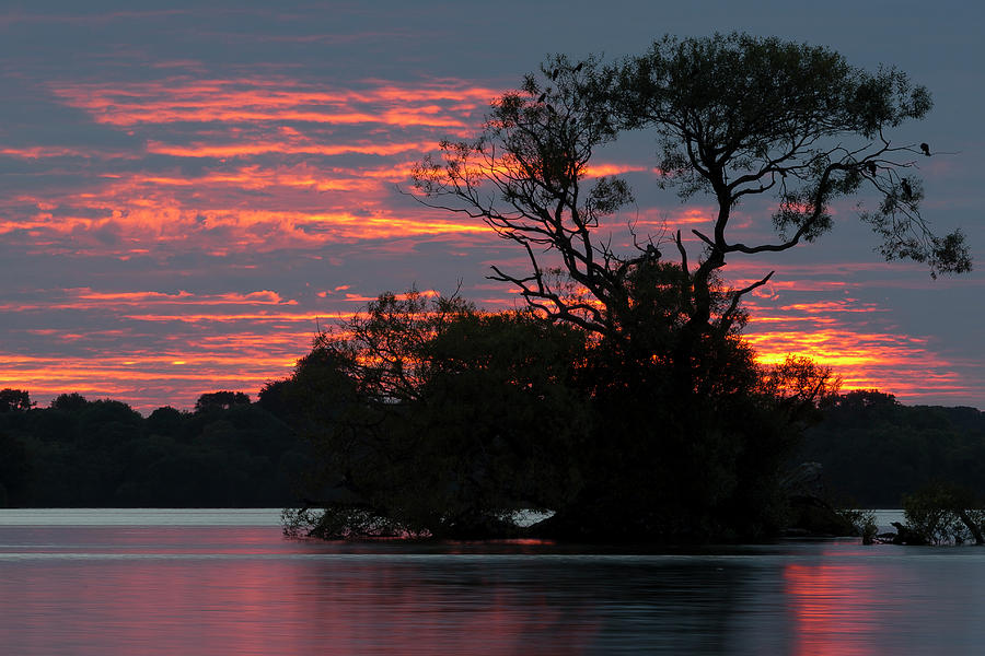 Sunset Tree Photograph