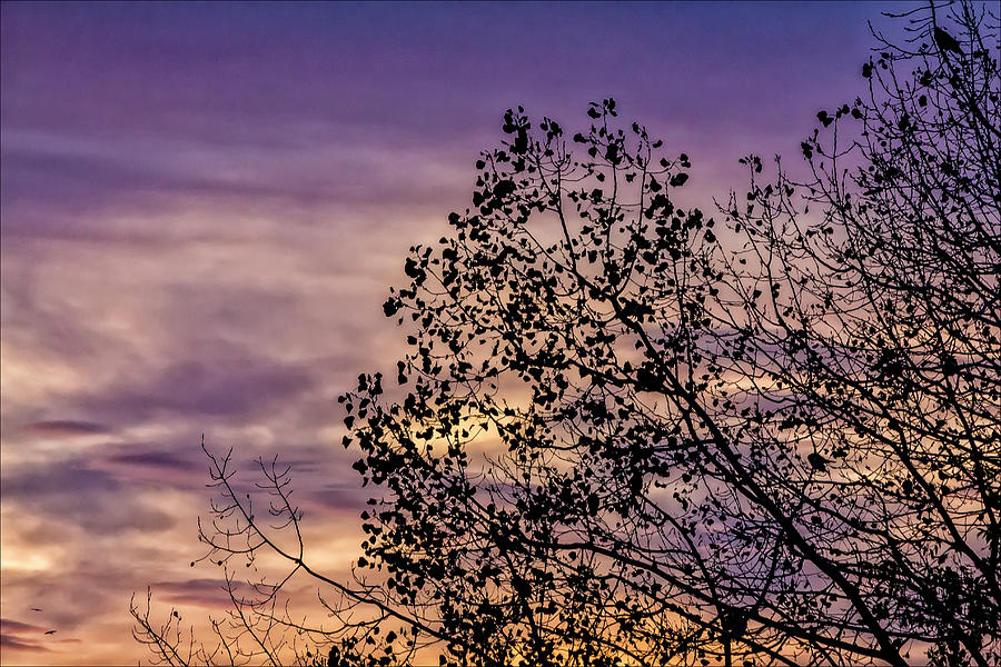 Sunset Trees and Birds Photograph by Robert Ullmann