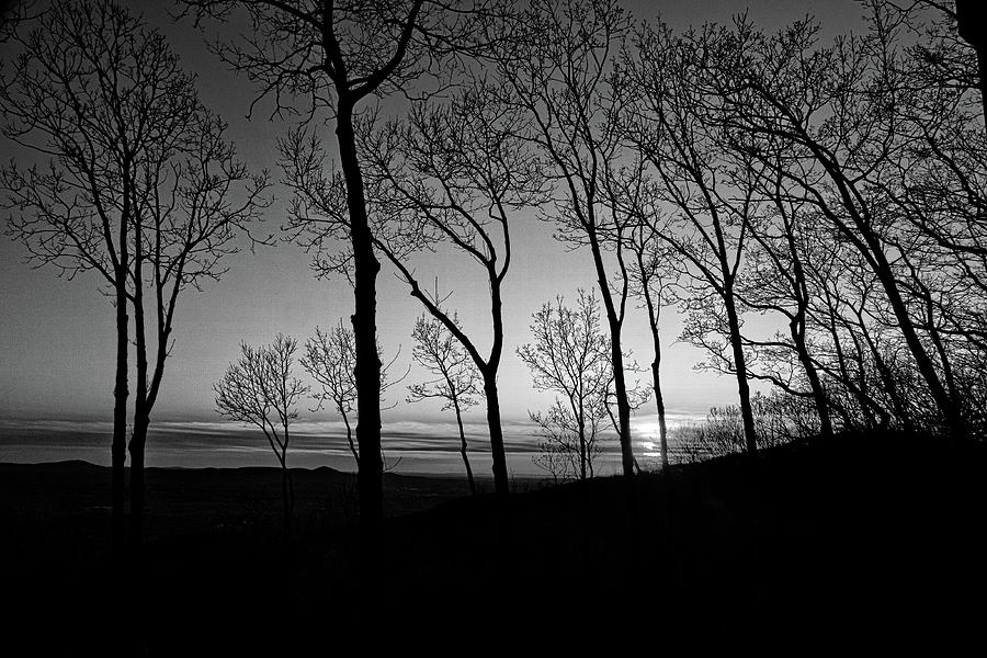 Sunset Trees Photograph by George Taylor
