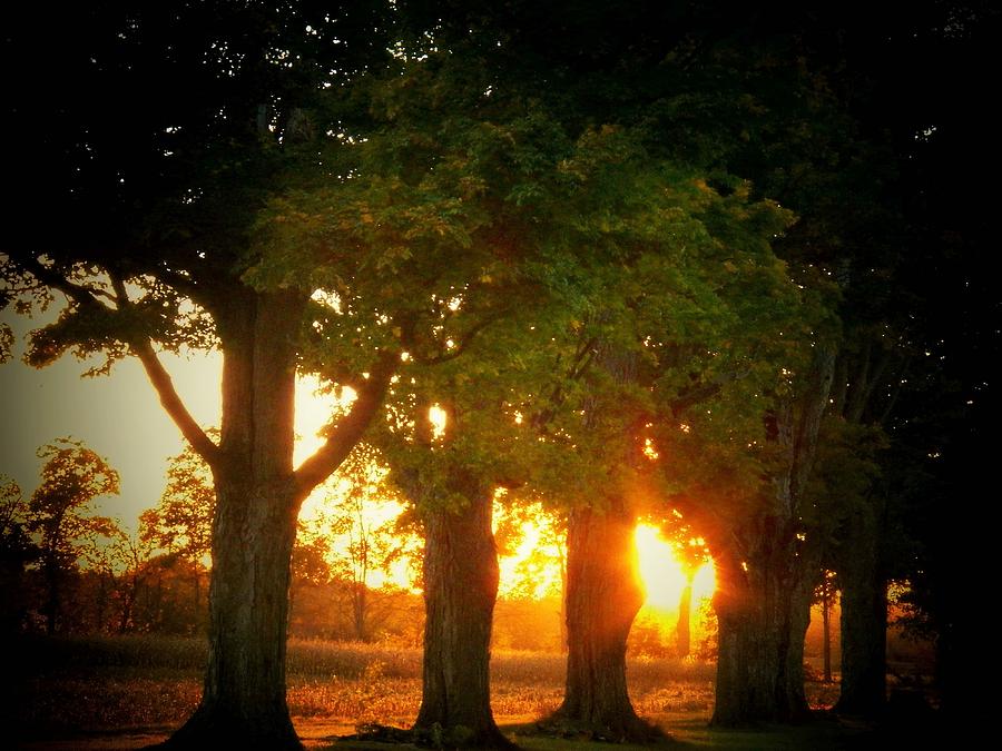 Sunset Trees Photograph by Joyce Kimble Smith