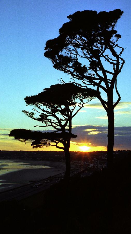 Sunset Trees Photograph by Philip de la Mare