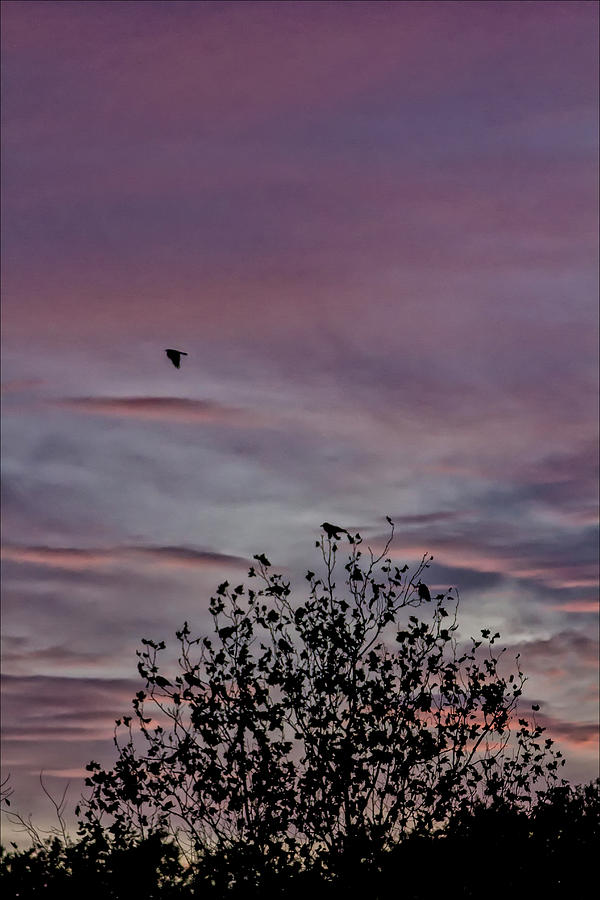 Sunset Trees Sky and Birds Photograph by Robert Ullmann