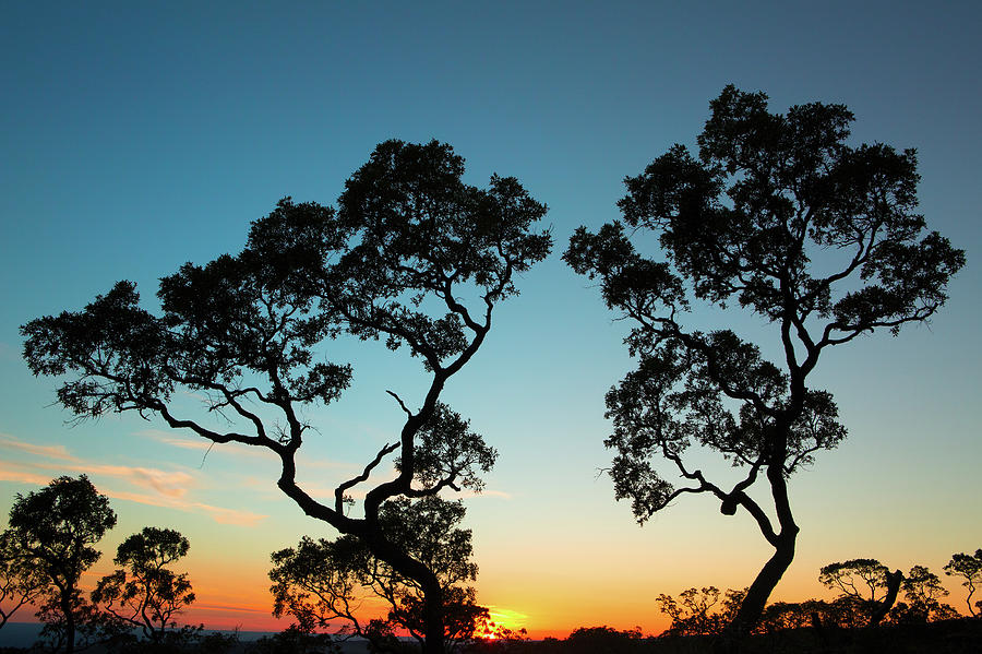 sunset tropical tree savanna Bolivia Photograph by Dirk Ercken