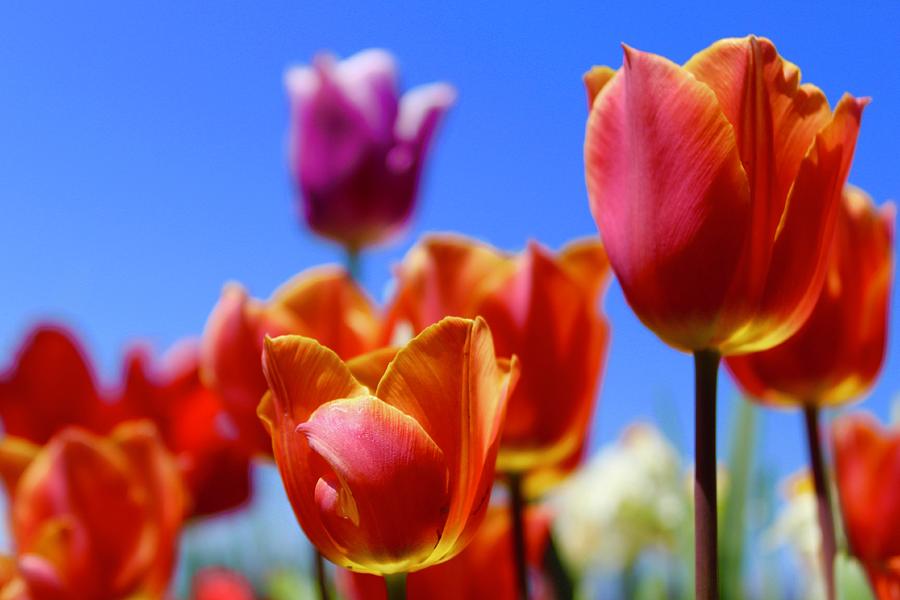 Sunset Tulips With a Purple Moon Tulip Photograph by M E - Pixels