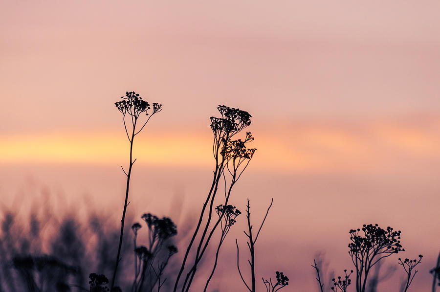 Sunset twigs Photograph by Marcus Karlsson Sall
