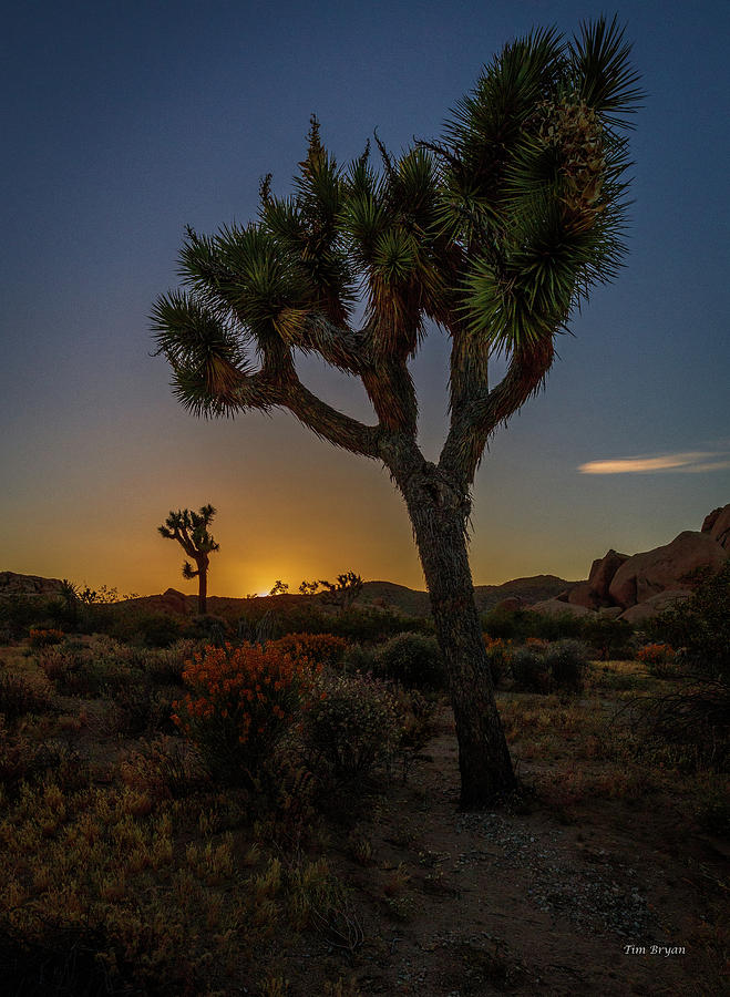 Sunset Photograph - Sunset under the Joshua Tree by Tim Bryan