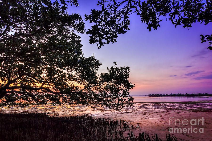 Sunset Under The Mangroves Photograph by Marvin Spates
