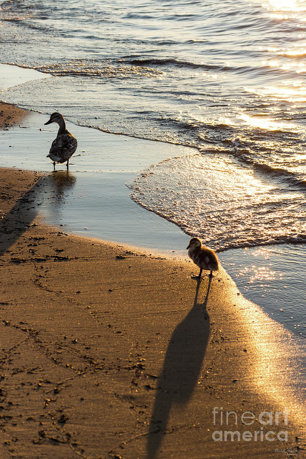 Sunset Walk With Mommy Photograph by Jennifer White