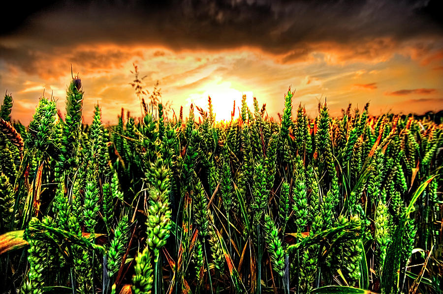 Sunset Photograph - Sunset Wheat by Meirion Matthias
