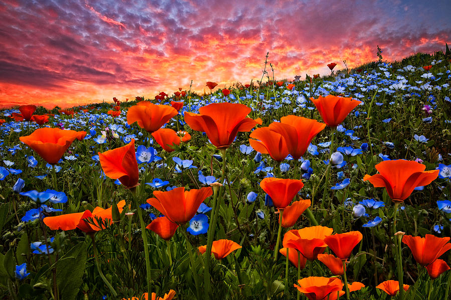 Mountain Photograph - Sunset Wildflowers by Debra and Dave Vanderlaan
