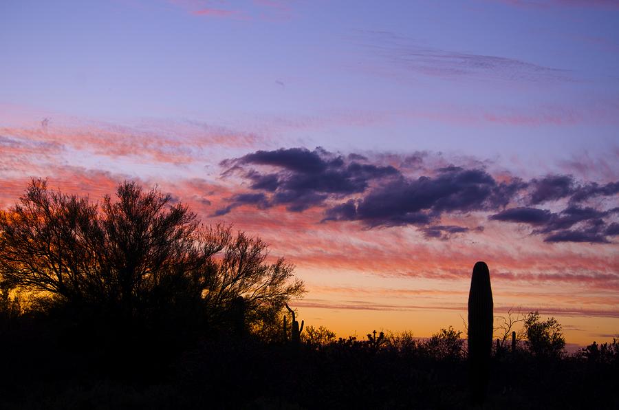 Sunset with Cactus Photograph by Hella Buchheim