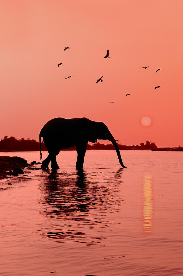 Sunset Photograph - Sunset with Elephant by Christian Heeb