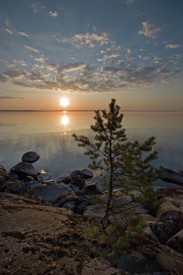 Sunset with Fir Photograph by Aivar Mikko