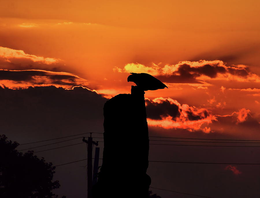 Sunset With Hawk Perching Photograph