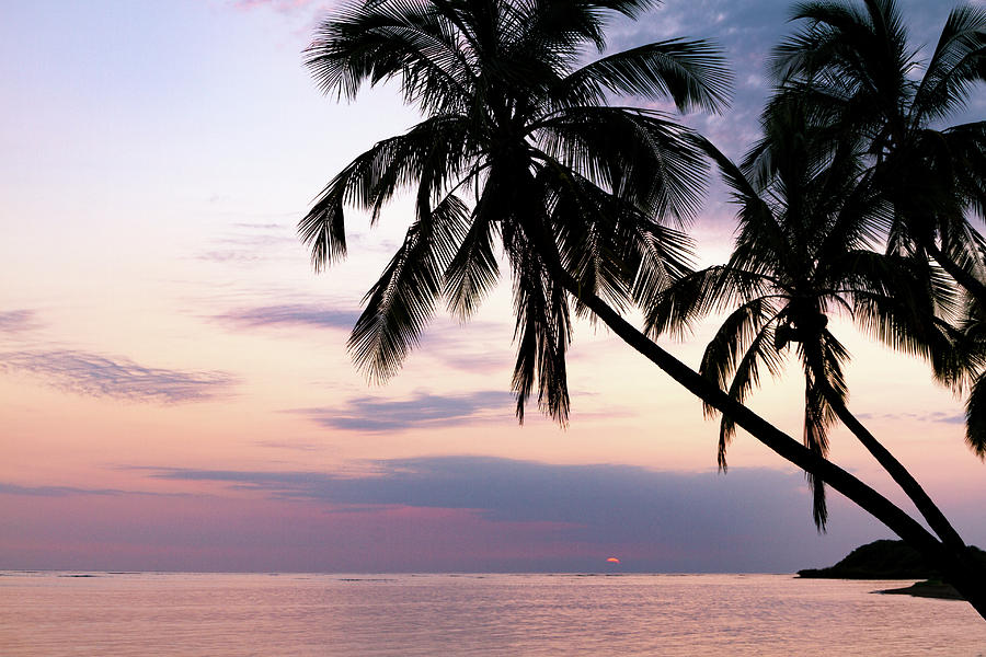 Sunset with Palms Photograph by Marzena Grabczynska Lorenc
