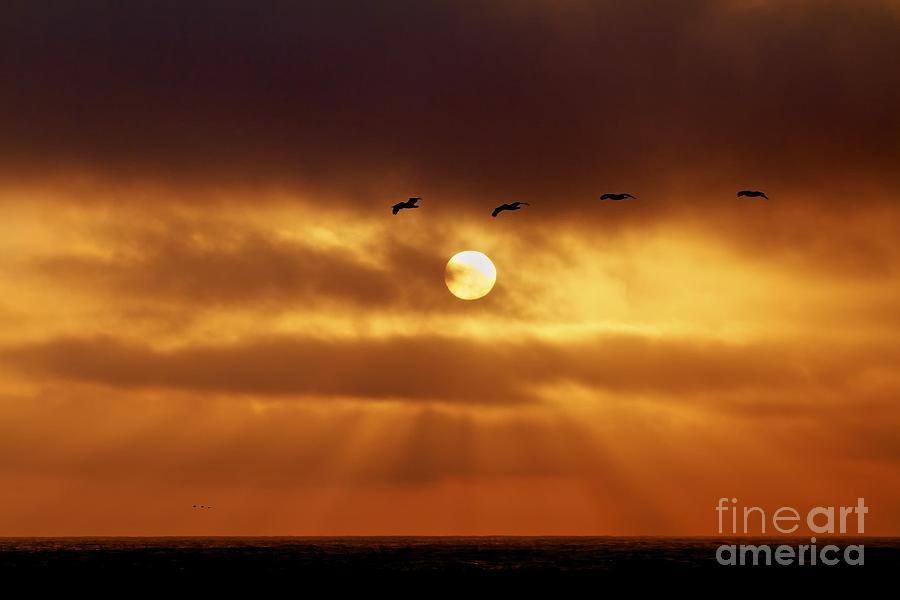 Sunset With Pelicans Channel Islands National Park Photograph by Gus McCrea