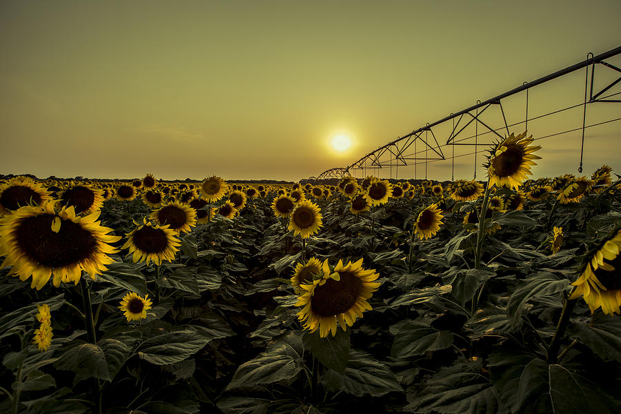 Sunset Photograph - Sunset With Sunflowers by Chris Harris