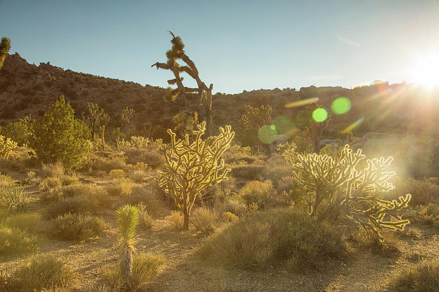 Sunset with the cholla Photograph by Kunal Mehra