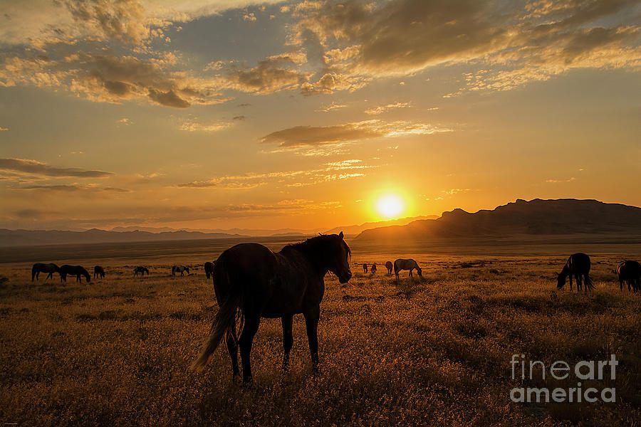 Nikon Photograph - Sunset With The Mustangs by Nicole Markmann Nelson Nikon Photograph - Sunset With The Mustangs by Nicole Markmann Nelson