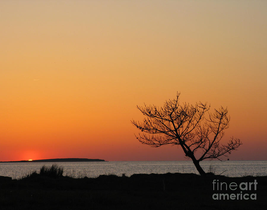 Sunset with Tree Photograph by Patricia Januszkiewicz