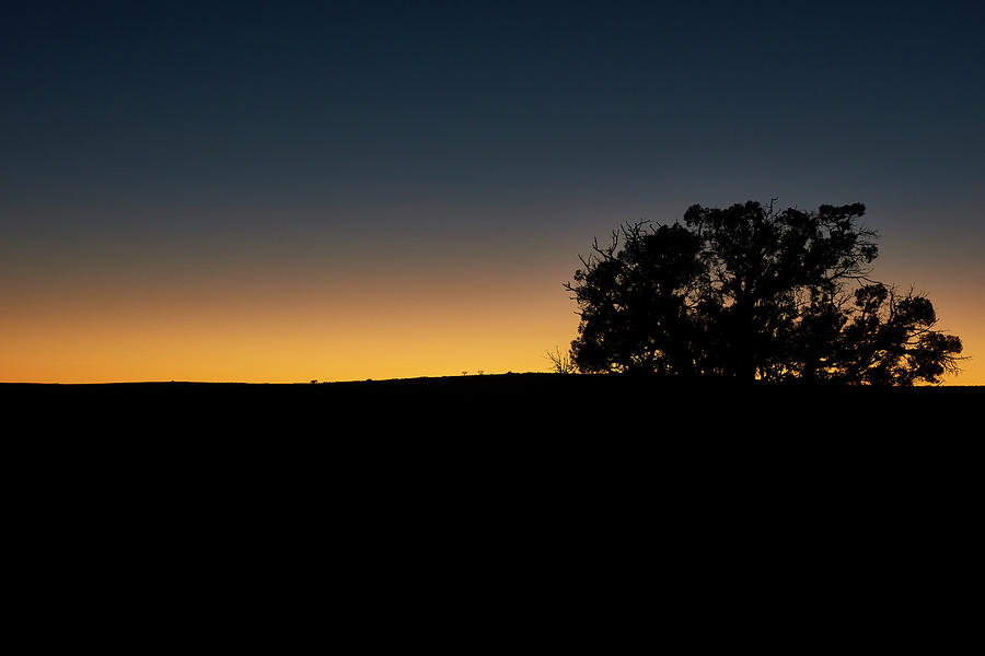 Sunset Photograph - Sunset with tree by Paul Freidlund