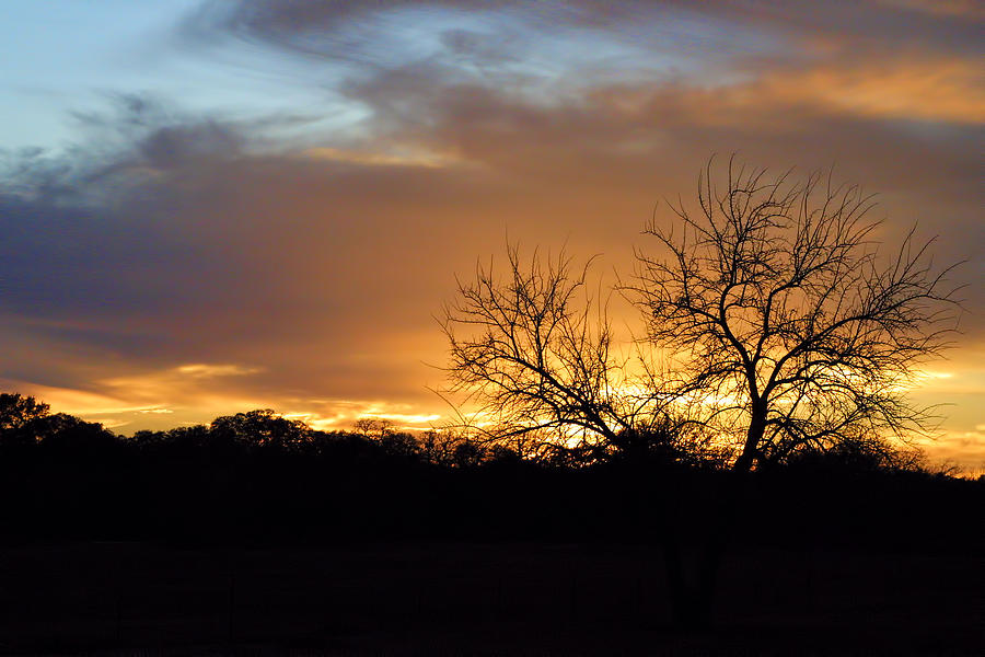 Sunset with Tree Silhouette Photograph by Linda Phelps