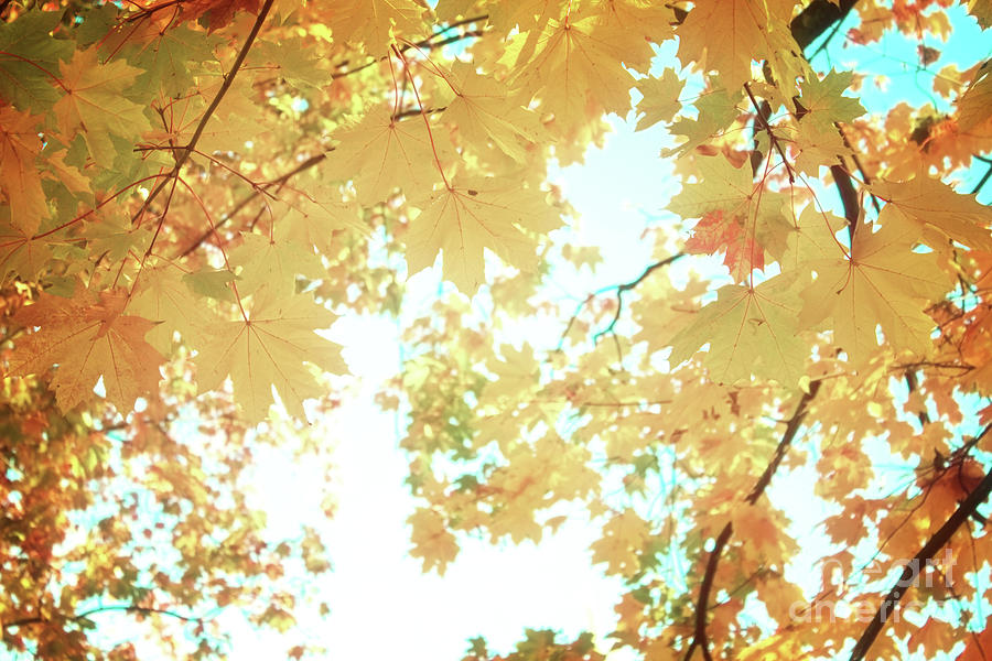 Sunshine and Autumn Photograph by Anastasy Yarmolovich