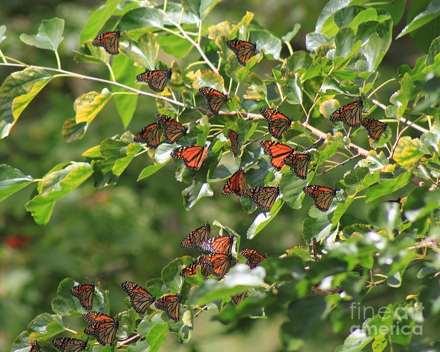 Sunshine and Butterflies Photograph by Cathy Beharriell