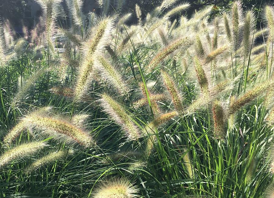 Sunshine And Cat Tails  Photograph by Lois Ivancin Tavaf