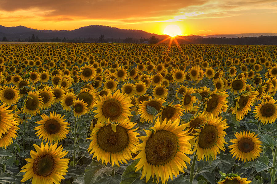 Sunshine and Happiness Photograph by Mark Kiver