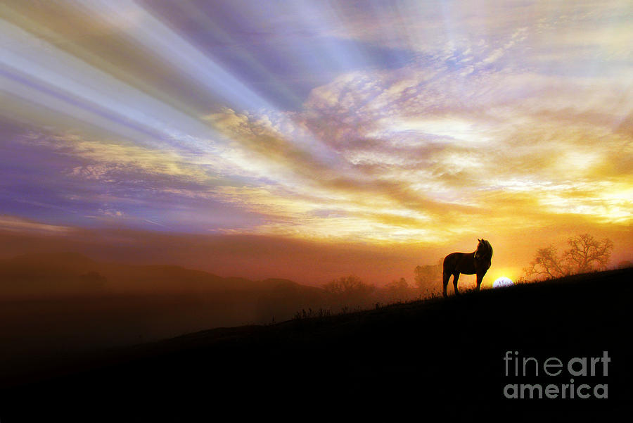 Sunshine and Horse Photograph by Stephanie Laird