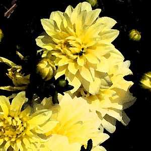 Chrysanthemum Digital Art - Sunshine and Shadow 2 by Patti Gettinger Chrysanthemum Digital Art - Sunshine and Shadow 2 by Patti Gettinger