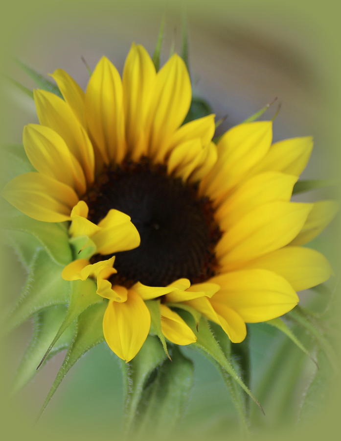Sunflower Photograph - Sunshine Beauty - Sunflower by Dora Sofia Caputo