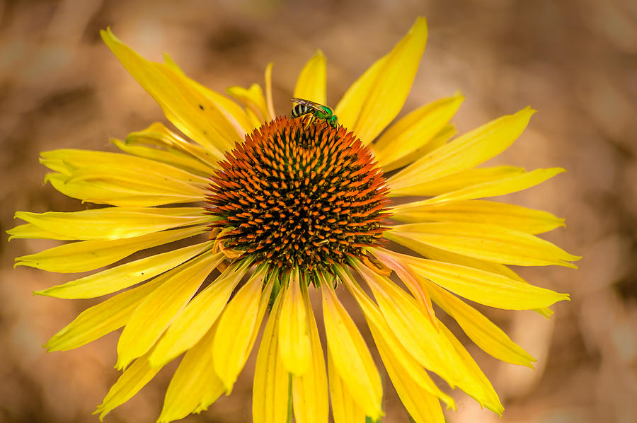 Sunshine Bee Photograph by James  Meyer