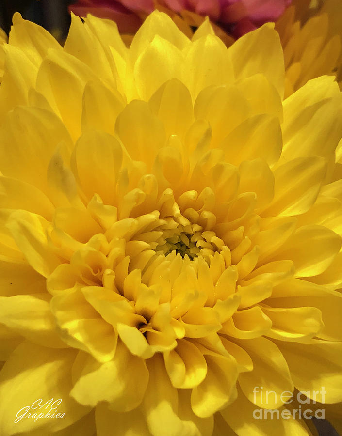 Sunshine Chrysanthemum Photograph by CAC Graphics