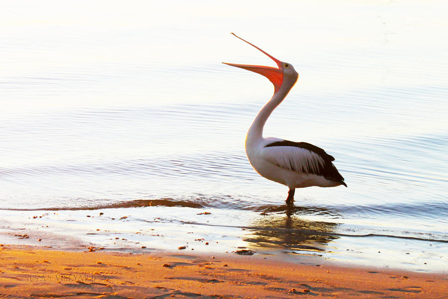 Sunshine Coast Pelican Photograph by Susan Vineyard