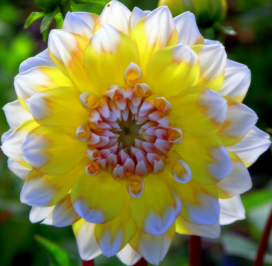 Flower Photograph - Sunshine Dahlia by Karen Wiles