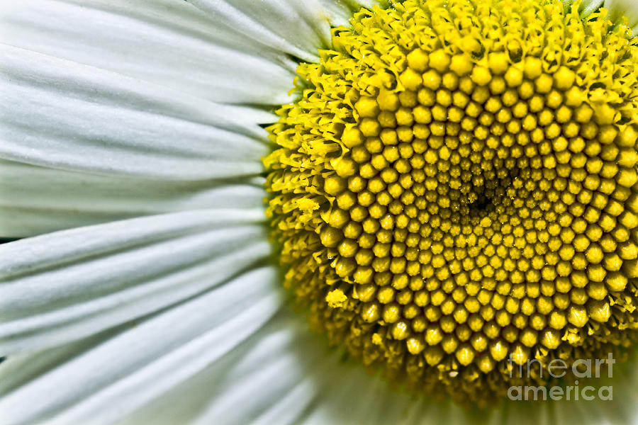 Flower Photograph - Sunshine Daisy by R K