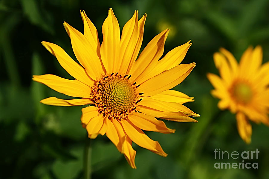 Sunshine Daisy Photograph by Teresa Zieba