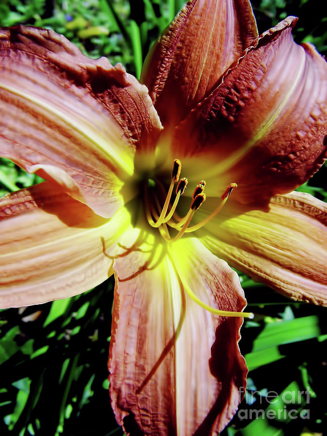 Sunshine Day Lily Photograph by D Hackett