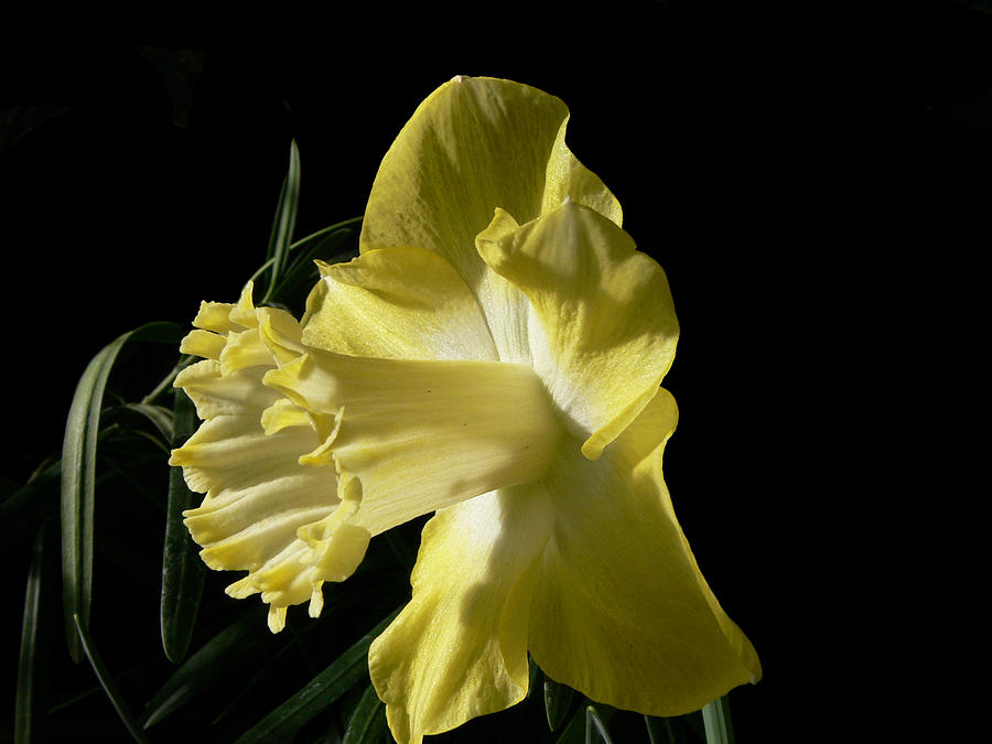 Flowers Still Life Photograph - Sunshine by Doug Norkum