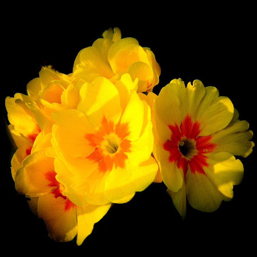 Flower Photograph - SUNSHINE english garden yellow marigold flowers in bloom by Andy Smy
