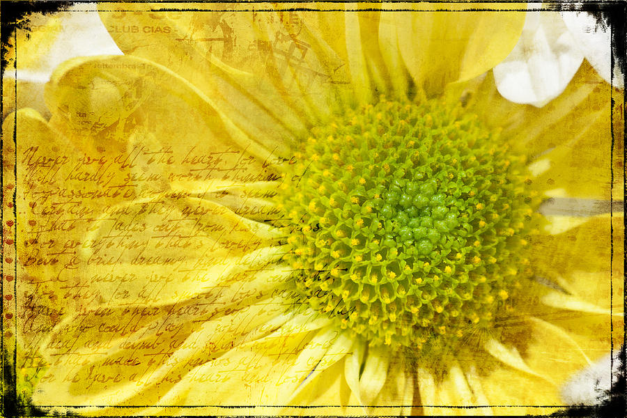 Sunshine Flower Photograph by Brian Kraft - Fine Art America