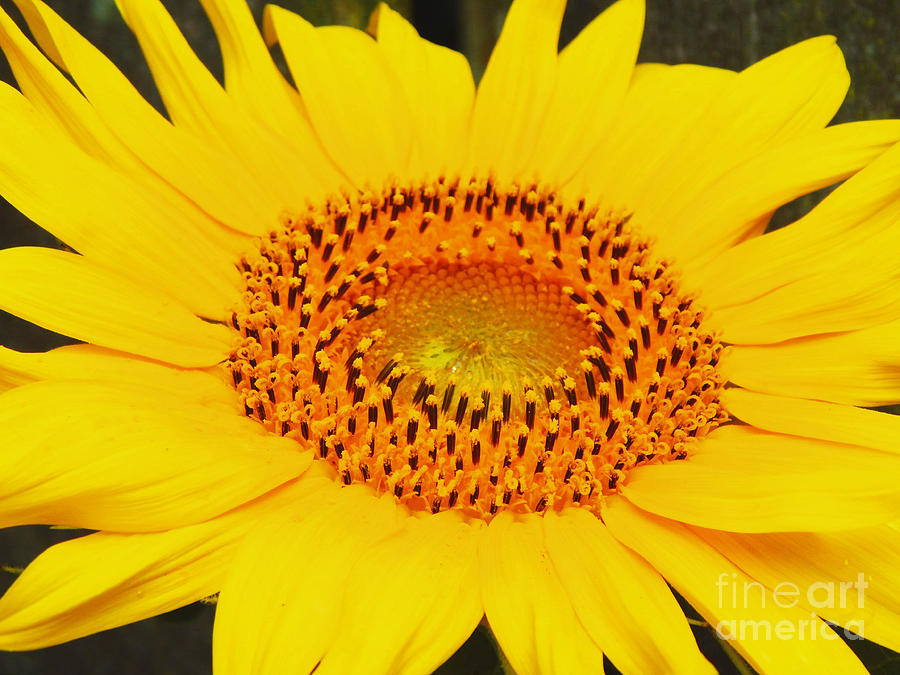 Sunshine Flower Photograph by Jan Gelders