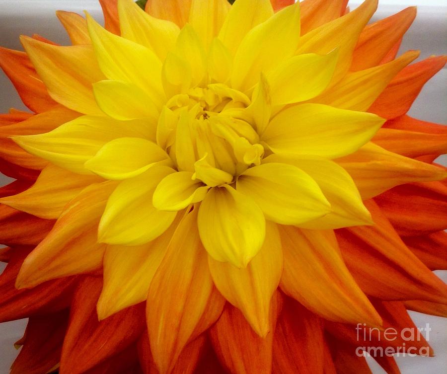 Sunshine Flower Photograph by Joan-Violet Stretch